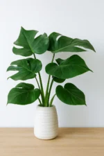 Natural Balance | Poster